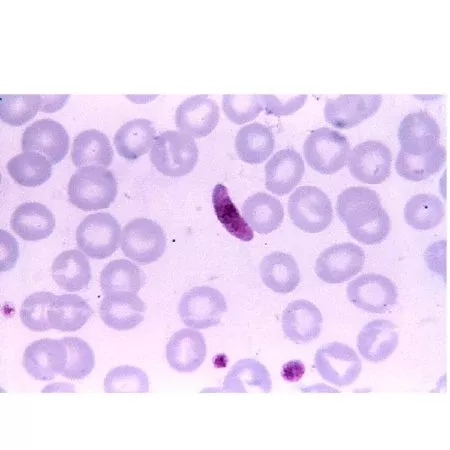 Bio-Rad Laboratories Assayed Control Liquichek™ Hematology X Tri-Level 12 X 4.5 mL - M-920470-1703 - Box of 1