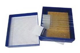 Fisher Anatomical Control Slide Alcian Blue Tissue - M-1000044-1165 - Pack of 11