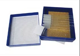 Fisher Anatomical Control Slide Massons Tissue - M-1000052-3606 - Pack of 11