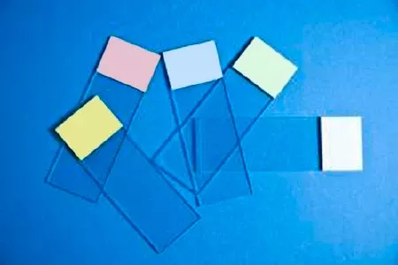 Fisher Anatomical Microscope Slide Selectfrost™ 25 X 75 X 1 mm Blue Frosted End - M-1000034-1921 - Pack of 144
