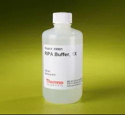 Fisher Scientific Cell Culture Reagent Thermo Scientific™ Pierce™ RIPA Buffer Cell Lysis 0.1 to 1% 250 mL - M-974821-67 - Each