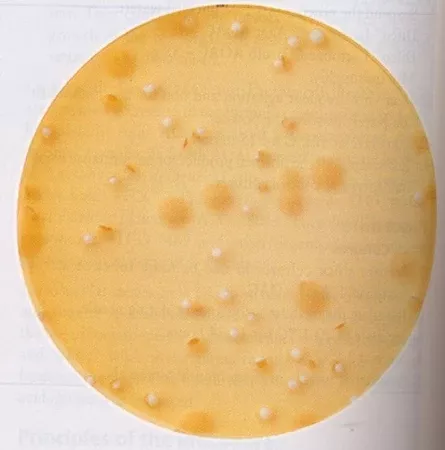 Fisher Scientific Dehydrated Culture Media BD Difco Lactobacilli MRS Broth Tan Dehydrated - M-952823-1781 | Each