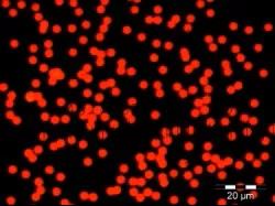 Fisher Scientific Fluorescent Particles Thermo Scientific™ Fluoro-Max™ Dyed Polystyrene Microsphere in Water Flow Cytometry / Microscopy PH 5.0 to 8.0 15 mL - M-975492-4403 - Each
