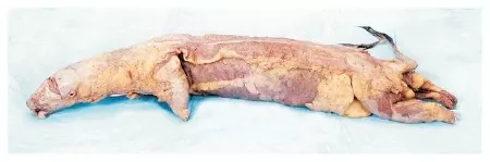 Fisher Scientific Formalin Mink Specimen Carolina 15 Inch, Double Injection Type (Red latex in arterial system, blue latex in systemic veins) , Formalin Preservative - M-1048658-4182 | Each