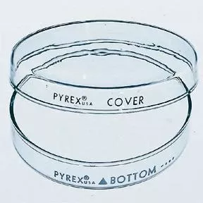 Fisher Scientific Petri Dish Cover Pyrex™ Borosilicate Glass - M-518210-3083 - Pack of 12