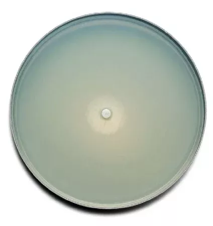 Fisher Scientific Prepared Media BD BBL Mueller Hinton Agar with 5% Sheep Blood Red Mono-Plate Format - M-953141-4460 | Pack of 20