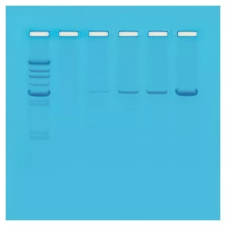 Fisher Scientific Principles of PCR Educational Kit Edvotek™ 8 gels - M-989320-4052 - Each