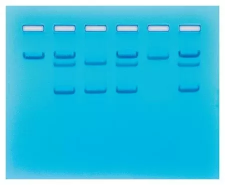 Fisher Scientific Sickle Cell Gene Detection (Dna-Based) Classroom Educational Kit Edvotek™ 8 gels, 45 minutes Time Range, Refrigerated - M-989401-1491 - Each