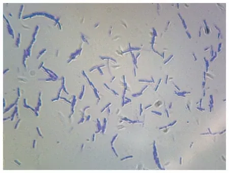 Fisher Scientific SLIDE, BACTERIA SMEAR SPORES - M-952014-3519 - Each