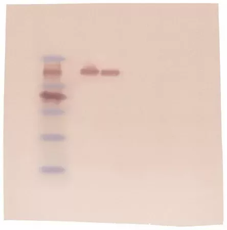 Fisher Scientific Western Blot Educational Kit Edvotek™ 6 blots, 2.5 hours Time Range, Refrigerated - M-989403-2016 - Each