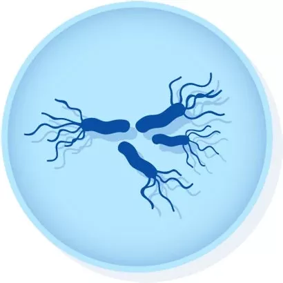 Microbiologics Inc CONTROL, SALMONELLA ATCC 14028D/S - M-1149182-3971 | Each