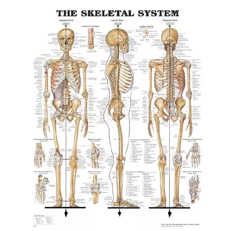 Nasco Company Chart Anatomical Skeletal System 26x20" Ea