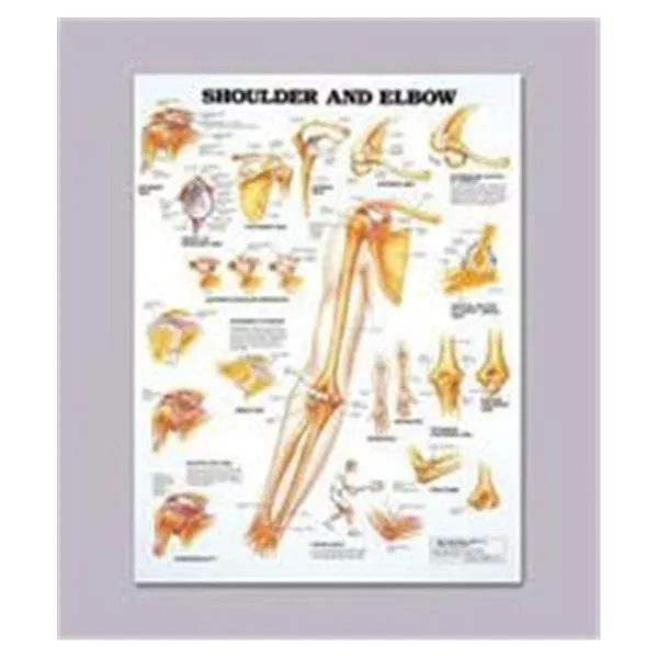 Patterson Med(Sammons Preston) Chart Anatomical Shoulder And Elbow 20x26" Ea (928196)