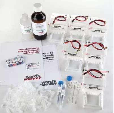 Ward's Science Electrophoresis Lab System Demonstration, 1 No. of Lab Groups - M-925980-4917 - Each