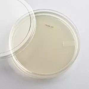 Ward's Science PLATES TRYPTIC SOY AGAR 10/E 10/EA - M-892475-4173 - Each