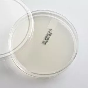 Ward's Science Prepared Media Nutrient Agar Plate Format - M-892462-3427 | Box of 10