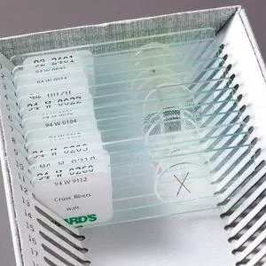Ward's Science Teaching Microscope Slide Eggs Parasite 1 X 3 Inch - M-925322-4865 - Each
