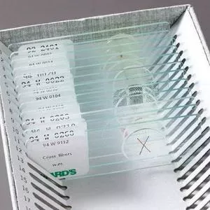 Ward's Science Teaching Microscope Slide Urinary Crys 1 X 3 Inch - M-922259-3794 - Each