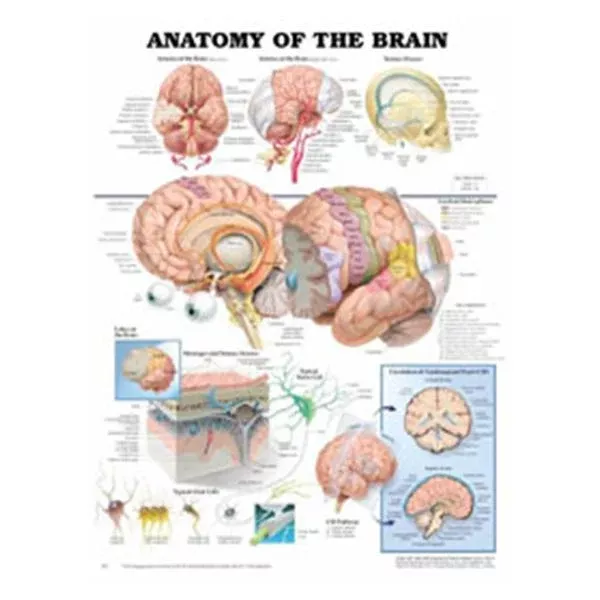Wolters Kluwer HealthChart Anatomical Anatomy of The Brain 20x26" EA