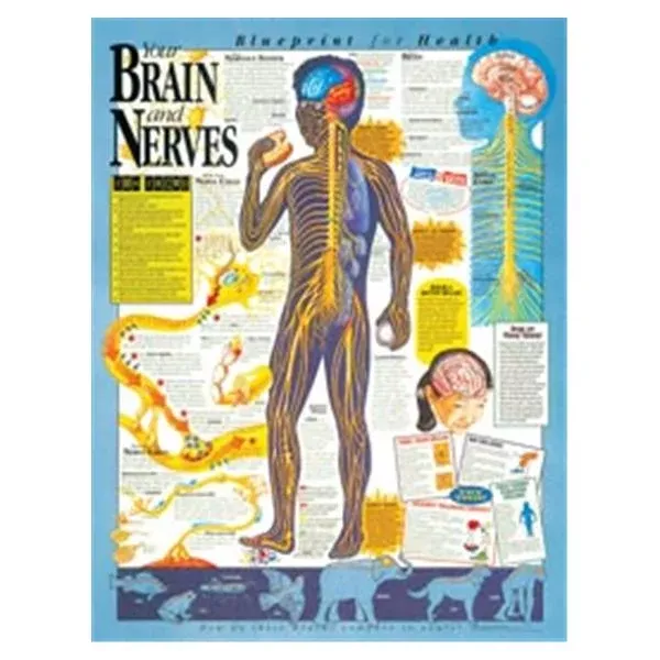 Wolters Kluwer HealthChart Anatomical Blprnt Hlth Brn/Nrvs 20x26" EA