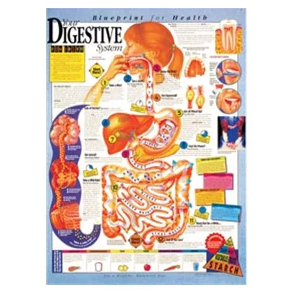 Wolters Kluwer HealthChart Anatomical Blprnt Hlth Dgstv Sys 20x26" EA