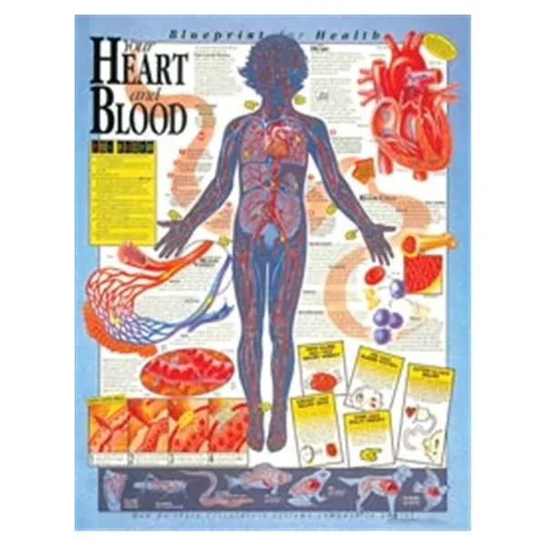 Wolters Kluwer HealthChart Anatomical Blprnt Hlth Hrt/Bld 20x26" EA