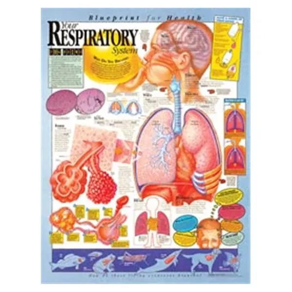 Wolters Kluwer HealthChart Anatomical Blprnt Hlth Rsprtry Sys 20x26" EA