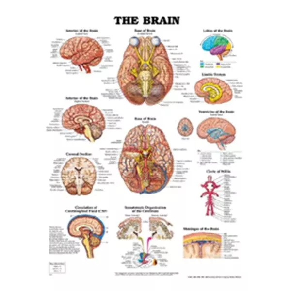 Wolters Kluwer HealthChart Anatomical Brain 20x26" EA (9781587791055)