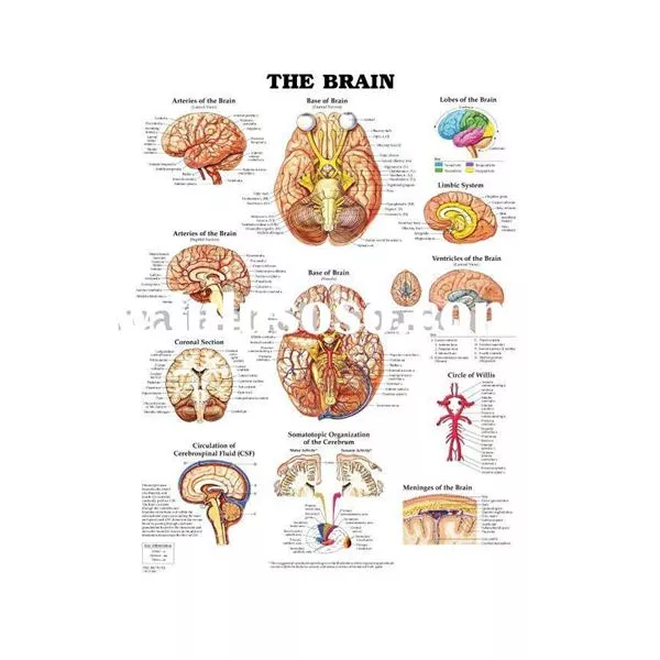 Wolters Kluwer HealthChart Anatomical Brain 20x26" Ea (9781587791062)