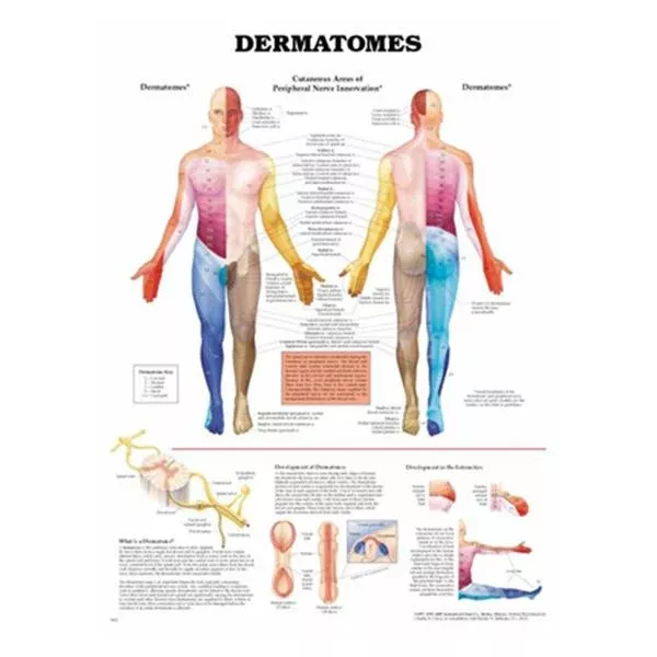 Wolters Kluwer HealthChart Anatomical Dermatomes 20x26" Ea (9781587791123)