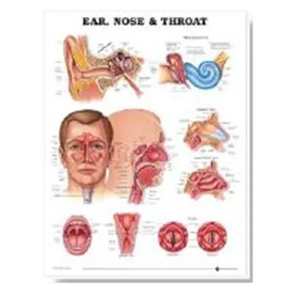 Wolters Kluwer HealthChart Anatomical Ear Nose and Throat 19" x 26" Ea