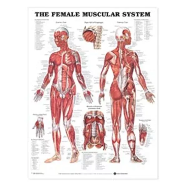 Wolters Kluwer HealthChart Anatomical Female Muscular System 20x26" Ea