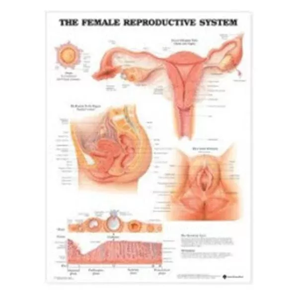 Wolters Kluwer HealthChart Anatomical Female Reproductive 20x26" Ea