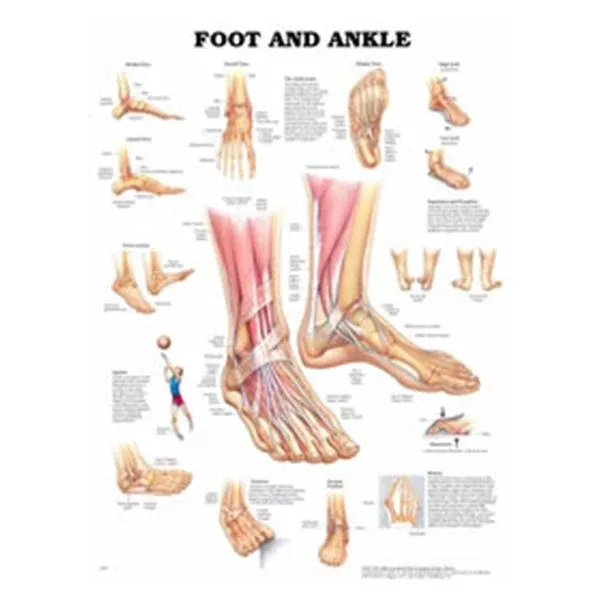 Wolters Kluwer HealthChart Anatomical Foot And Ankle 20x26" EA (9781587796869)