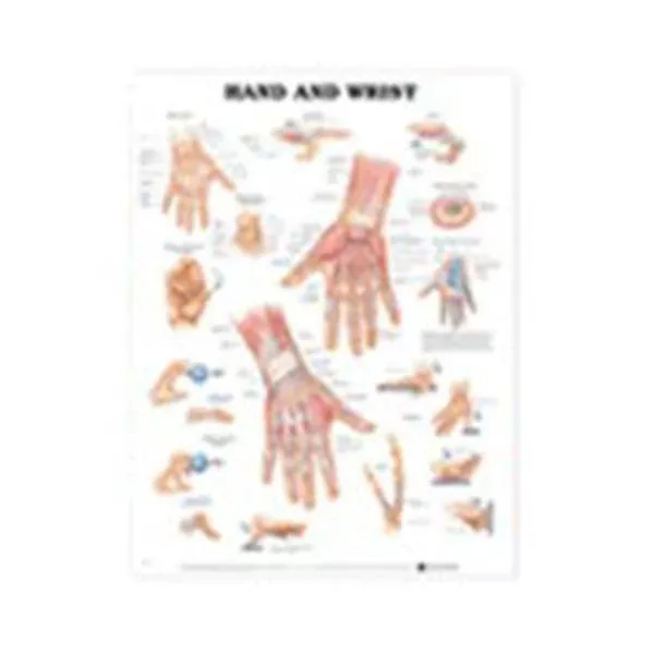 Wolters Kluwer HealthChart Anatomical Hand And Wrist 20x26" Ea (9781587791437)