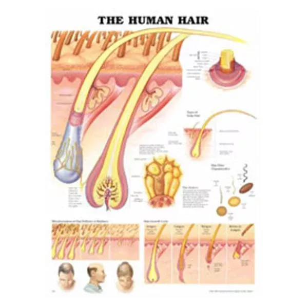 Wolters Kluwer HealthChart Anatomical The Human Hair 20x26" Ea