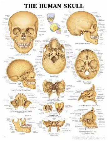 Wolters Kluwer HealthChart Anatomical The Human Skull 20x26" Ea