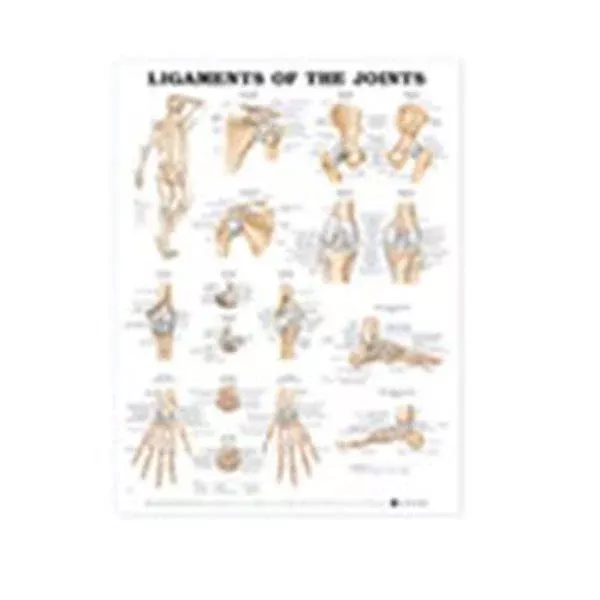 Wolters Kluwer HealthChart Anatomical Ligaments of the Joints 20x26" Ea (9781587794667)