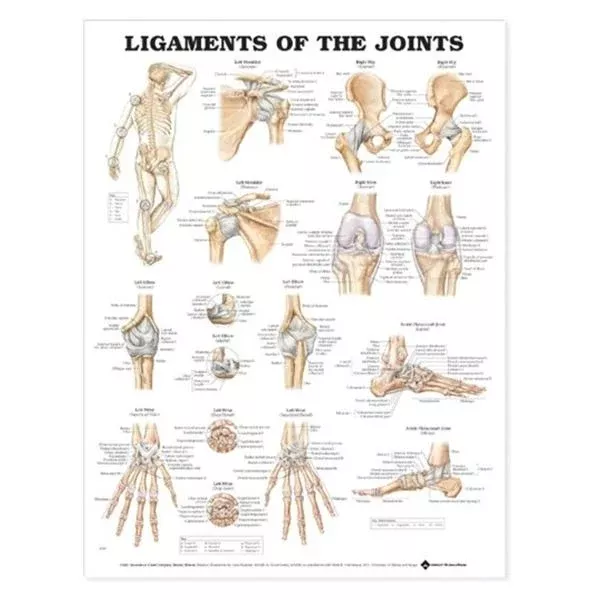 Wolters Kluwer HealthChart Anatomical Ligaments of the Joints 20x26" Ea (9781587797101)