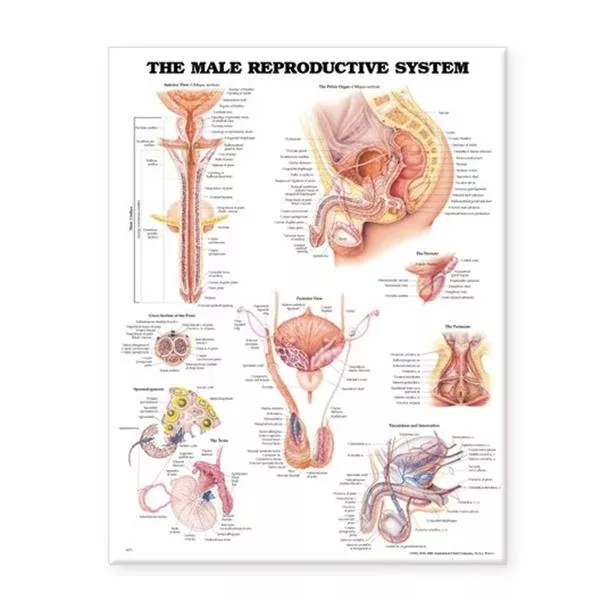 Wolters Kluwer HealthChart Anatomical Male Reproductive System 20x26" Ea