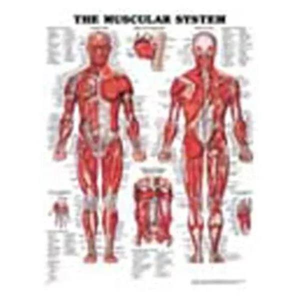 Wolters Kluwer HealthChart Anatomical The Muscular System 20x26" Ea (9781587790355)