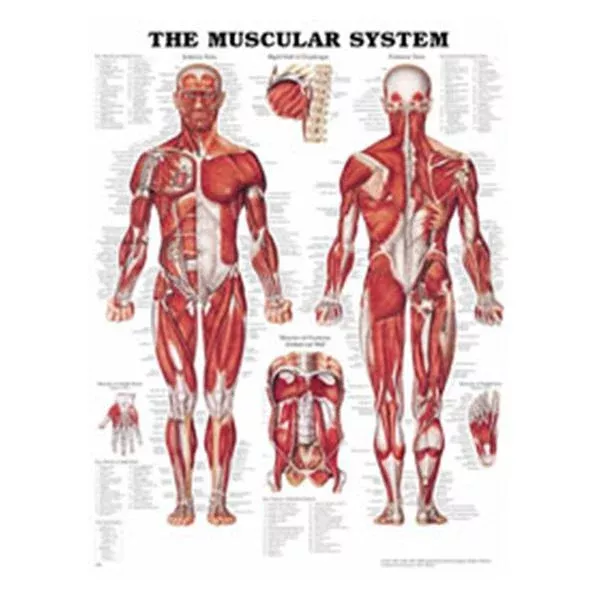Wolters Kluwer HealthChart Anatomical The Muscular System 20x26" Ea (9781587796838)