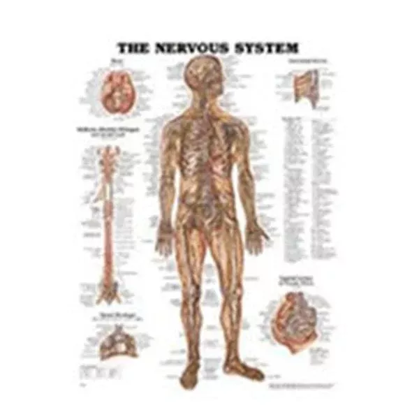 Wolters Kluwer HealthChart Anatomical The Nervous System 19-3/4x26" Ea