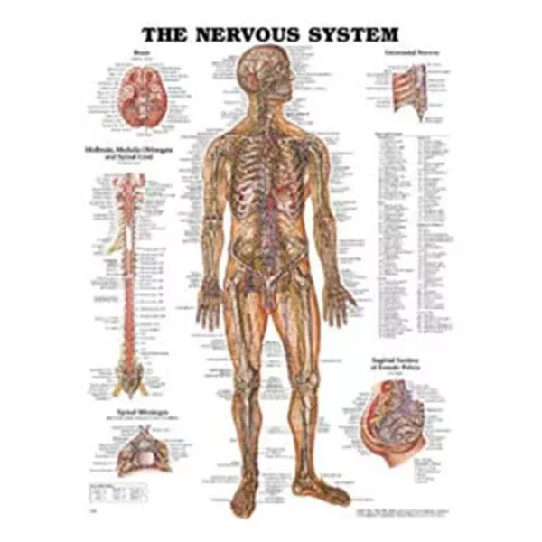 Wolters Kluwer HealthChart Anatomical The Nervous System 20x26" EA (9781587796906)