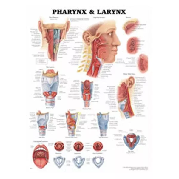 Wolters Kluwer HealthChart Anatomical Pharynx and Larynx 20x26" Ea