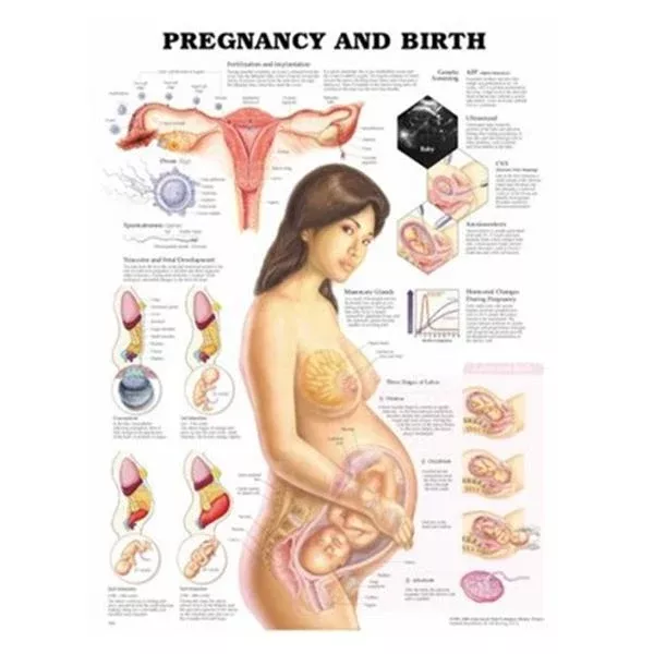 Wolters Kluwer HealthChart Anatomical Pregnancy and Birth 20x26" Ea