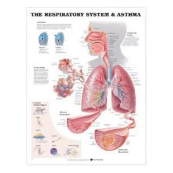 Wolters Kluwer HealthChart Anatomical Respiratory System 20x26" Ea (9781587790546)