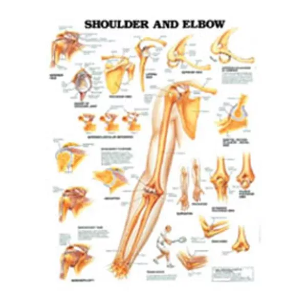Wolters Kluwer HealthChart Anatomical Shoulder And Elbow 20x26" Ea (9781587796852)