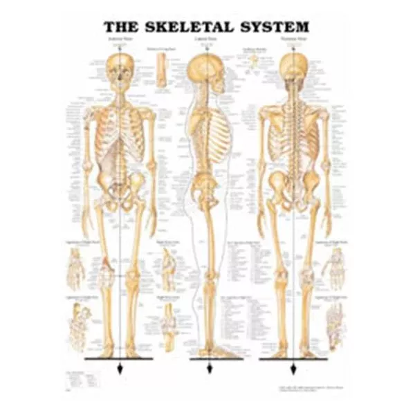 Wolters Kluwer HealthChart Anatomical The Skeletal System 20x26" EA (9781587796821)