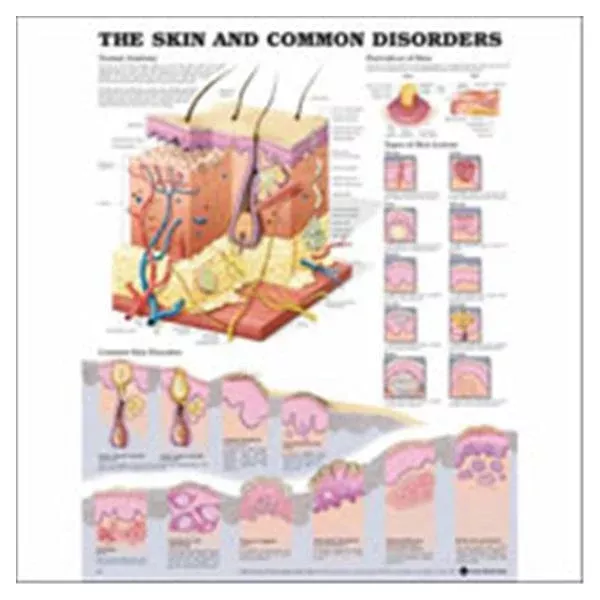 Wolters Kluwer HealthChart Anatomical The Skin and Common Disorders 20x26" Ea
